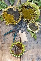 Tools and equipment for saving Helianthus - sunflower - seeds.
