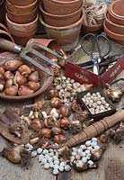 Overview of bulbs and vintage garden tools.