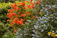 Rhododendron 'Hotspur' - Azalea 'Hotspur'