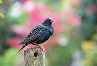 Sturnus vulgaris - Common Starling - on a wooden post. 