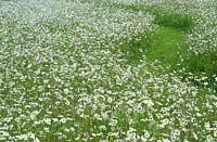 Leucanthemum vulgare - Oxeye Daisy - in paddock with mown path. 