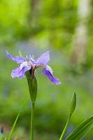 Iris 'Hookeriana' - Hooker's Iris