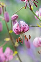 Lilium martagon - Turk's Cap Lily