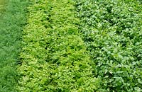 Dill, Chervil and Coriander - Rows of herbs in an English vegetable garden. 