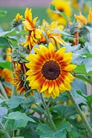 Helianthus 'Solar Flash' - Sunflower 