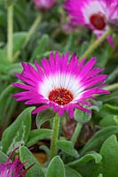 Mesembryanthemum - Livingstone daisy