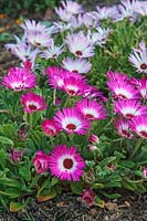 Mesembryanthemum - Livingstone daisy