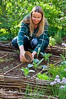 Woman adding organic manure around recently planted cabbage seedlings in vegetable bed in spring.