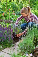 Woman planting Salvia officinalis 'Pupurascens' in border of herbs and flowers to attract wildlife in the vegetable garden.
