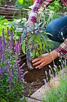 Woman planting Salvia officinalis 'Pupurascens' in border of herbs and flowers to attract wildlife in the vegetable garden.