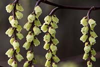 Stachyurus cinensis 'Celina'