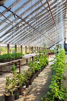 Cucumis sativus - organical Cucumber plants in polyethylene film greenhouse, Quebec, Canada