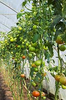 Row of unripe Lycopersicon esculentum - organic Tomatoes on the vine in greenhouse, Quebec, Canada