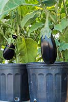 Solanum melongena - organic Eggplants in black plastic containers