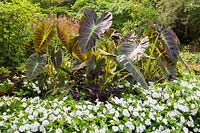 Colocasia esculanta - Elephant Ear's or Taro with White Impatiens, Centre de la Nature, Laval, Quebec, Canada