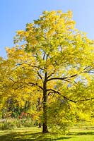 Juglans nigra - Black Walnut tree, Montreal Botanical Garden, Quebec, Canada