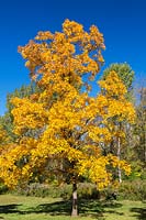 Carya glabra - Pignut Hickory tree, Montreal Botanical Garden, Quebec, Canada