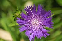 Stokesia laevis 'Honeysong Purple' - Stokes Aster