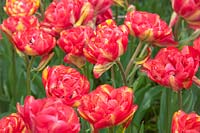 Double Late Tulips 'Sundowner'