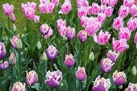 Purple fringed tulips 'Cummins' and pink fringed 'Fancy Frills'