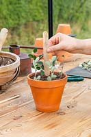 Inserting wooden plant label into pot of Cotoneaster hardwood cuttings