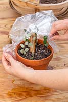 Using a clear polythene bag to cover a watered pot of Cotoneaster hardwood
 cuttings
