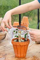 Using a clear polythene bag to cover a watered pot of Cotoneaster hardwood
 cuttings