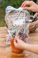 Using a clear polythene bag to cover a watered pot of Cotoneaster hardwood
 cuttings