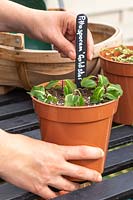 Inserting plant label in plastic pot of Pittosporum tenuifolium 'Gold Star' 
hardwood cuttings
