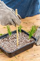 Woman using bamboo stick to make holes in seedtray of gritty compost for semi-ripe cuttings of Grevilliea rosmarinifolia.