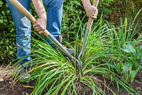 Woman using two gardening forks to separate large clump of Hemerocallis 'Arctic Snow' -Daylily 'Arctic Snow'. 