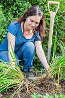 Woman gently pulling apart divided Hemerocallis - Daylily - to create two separate plants.