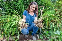 Woman holding two smaller  Hemerocallis - Daylily - plants that originally came from the same clump.