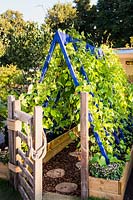 Colourful wooden frame support for runner beans with wooden gate and path made from sliced logs. 