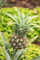 Ananas comosus 'Champaca' AGM