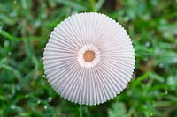 Parasola plicatilis - Pleated Inkcap 