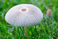 Parasola plicatilis - Pleated Inkcap