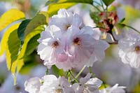 Prunus 'Matsumae-asami' - Flowering Cherry 