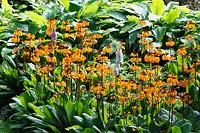 Primula aurantiaca in damp woodland garden with Hosta. 