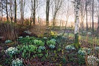 Dawn breaks on a winter morning at Higher Cherubeer, Devon, casting sunlight through the woodland on the edge of the garden, underplanted with clumps of snowdrops