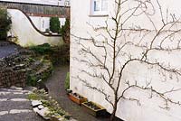 Trained tree on gable of farmhouse at Higher Cherubeer, Devon