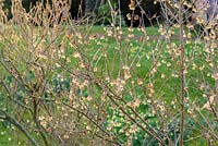 Chimonanthus praecox - Winter sweet