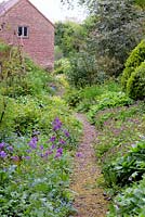 Path through ground cover of pulmonarias, forget-me-nots, hellebores and epimediums, Ross-on-Wye