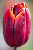 Tulip 'Abu Hassan'