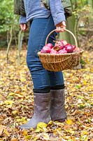 Woman with basket of harvested apples.