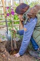 Woman placing Clematis at an angle in planting hole at the base of trellis arch.