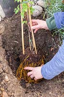 Woman placing Clematis at an angle in planting hole.