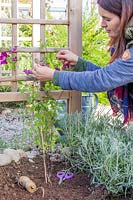 Woman gently tying in Clematis stems to trellis arch.