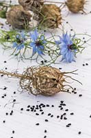 Nigella 'Miss Jekyll' flowers, seedpods and seeds - Love-in-the-mist 'Miss Jekyll'