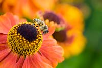 Honey bee on Helenium 'Moerheim Beauty' 